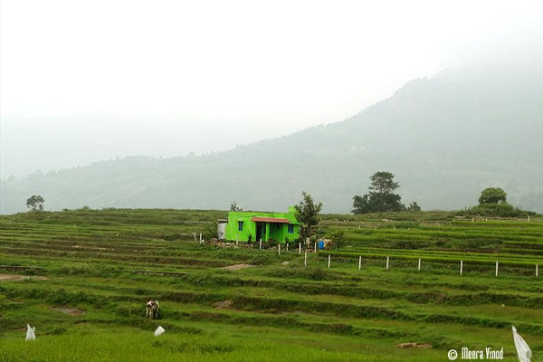 Image Caption